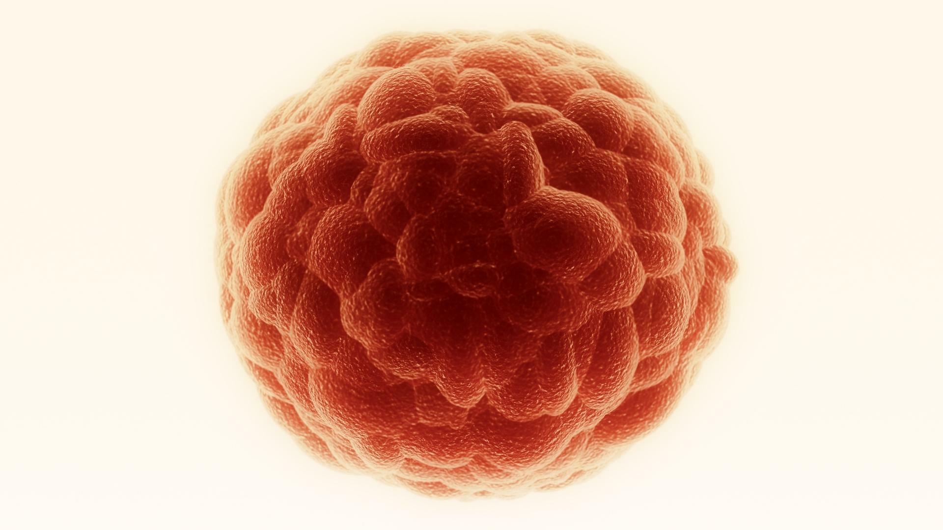 Papimi Headquarters DOCTARIS