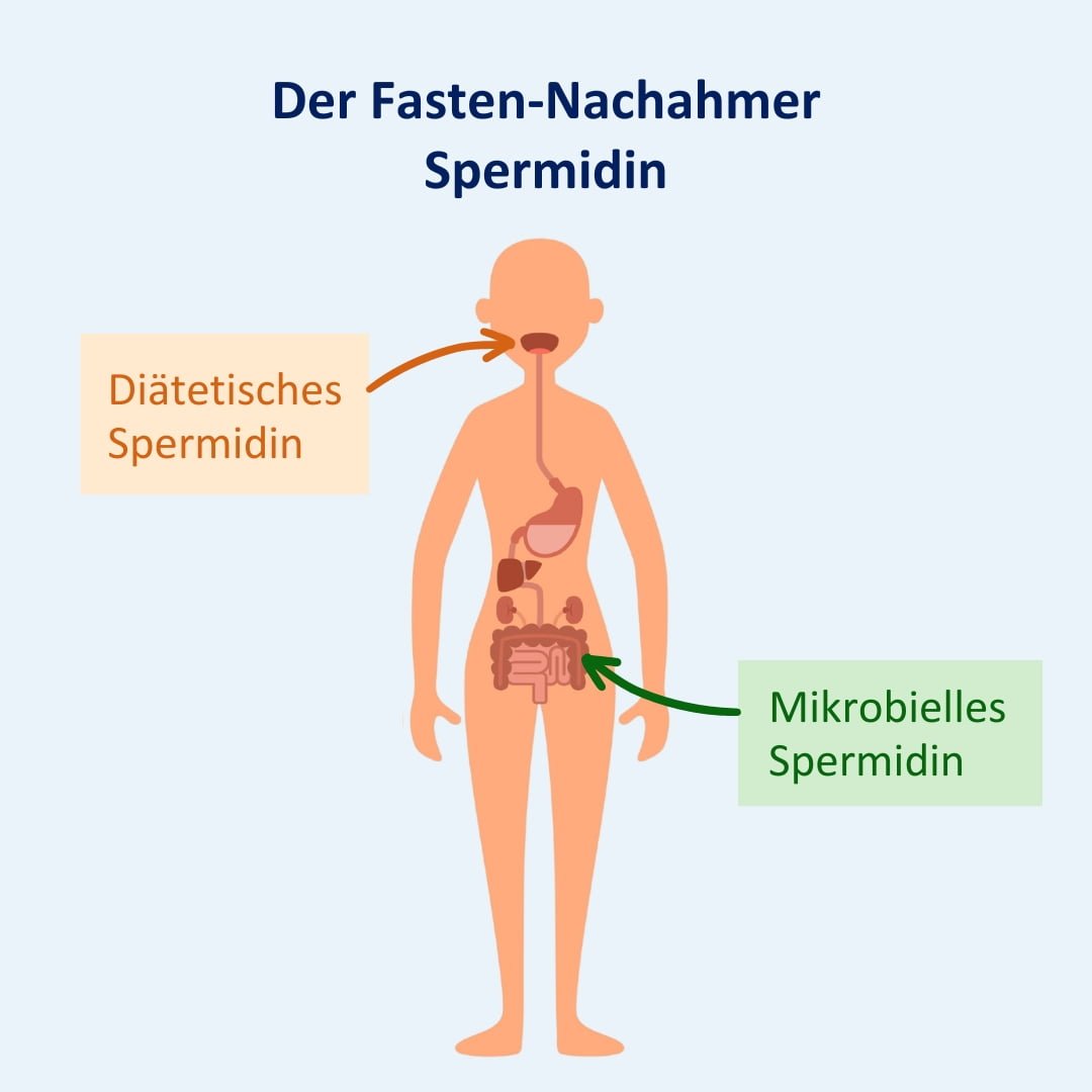 4 fasten nachahmer spermidin