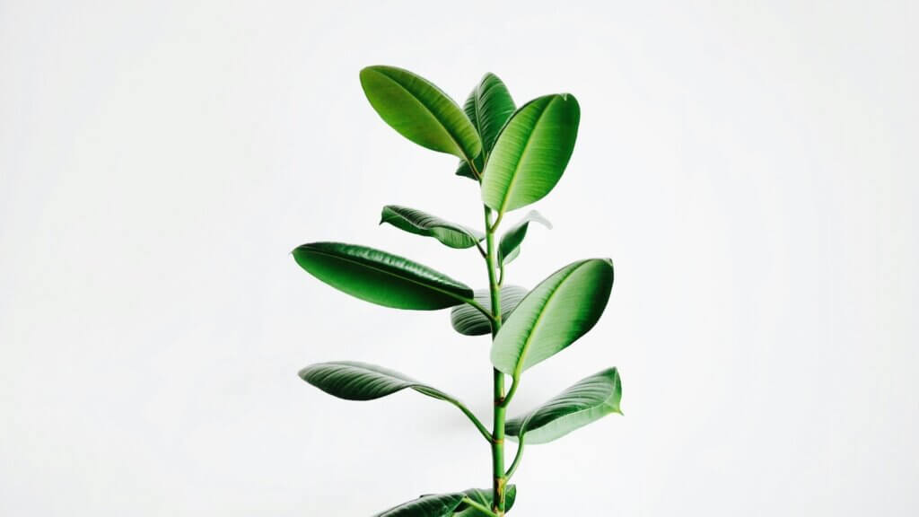 detoxwebinar