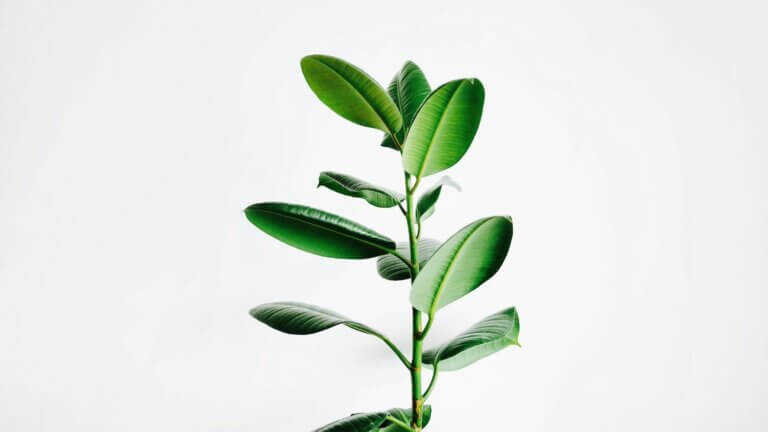 detoxwebinar