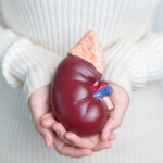 woman holding anatomical human kidney adrenal gland model. disea