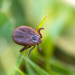 indikation borreliose