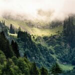 gemmotherapie bei erkältungskrankheiten