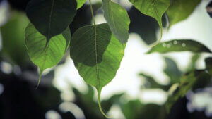 therapiekonzepte bei chronischen atemwegserkrankungen