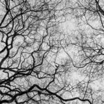 neuroinflammation im visier