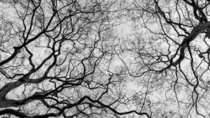 neuroinflammation im visier