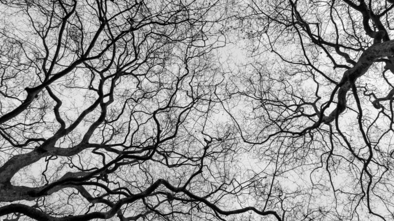 neuroinflammation im visier