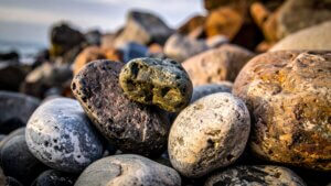 osteoimmunologie in der praxis