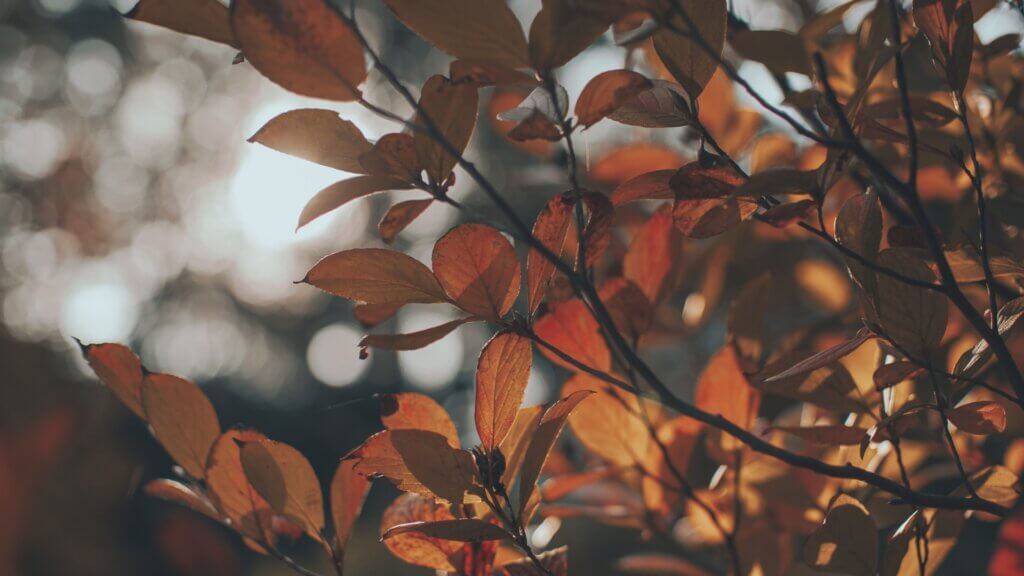 wenn die energie nicht zurückkommt – neue zelluläre perspektiven auf stress, fatigue und regeneration