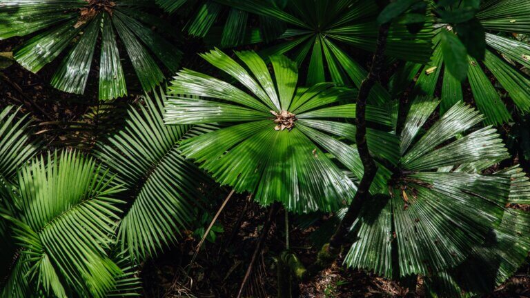 allergische erkrankungen bei chronischer stressbelastung
