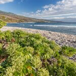 leaky gut und leaky brain