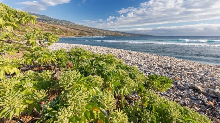 leaky gut und leaky brain