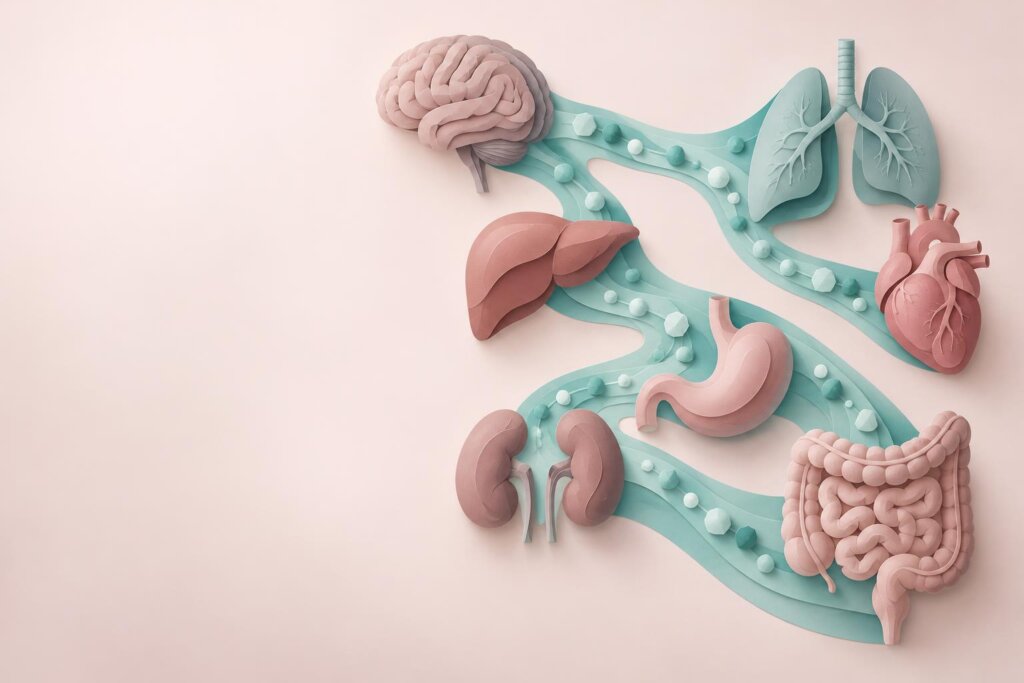 Die stille Allianz: Organe im metabolischen Netzwerk